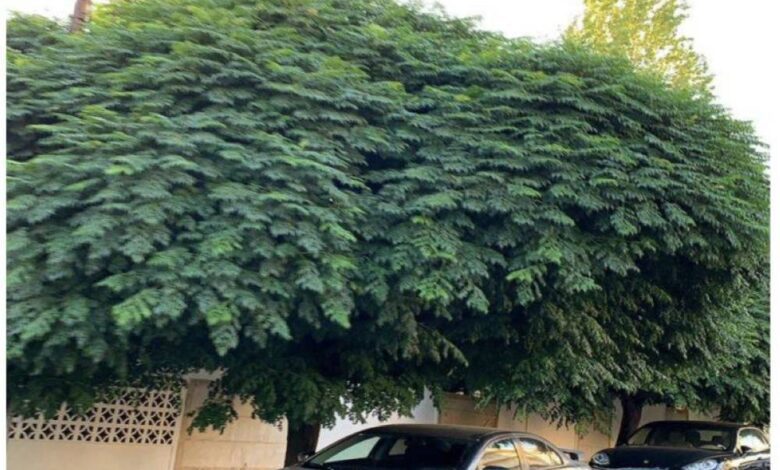 الرياض الخضراء استبدال مظلات السيارات الصناعية بالأشجار