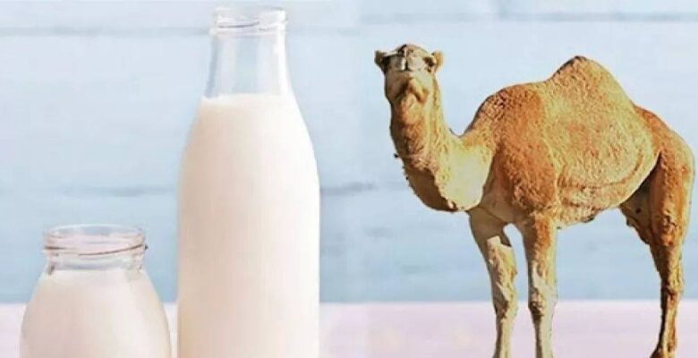 حليب الإبل "المبستر" على "البكتيريا الممرضة"| صحيفة أشجان الإلكترونية