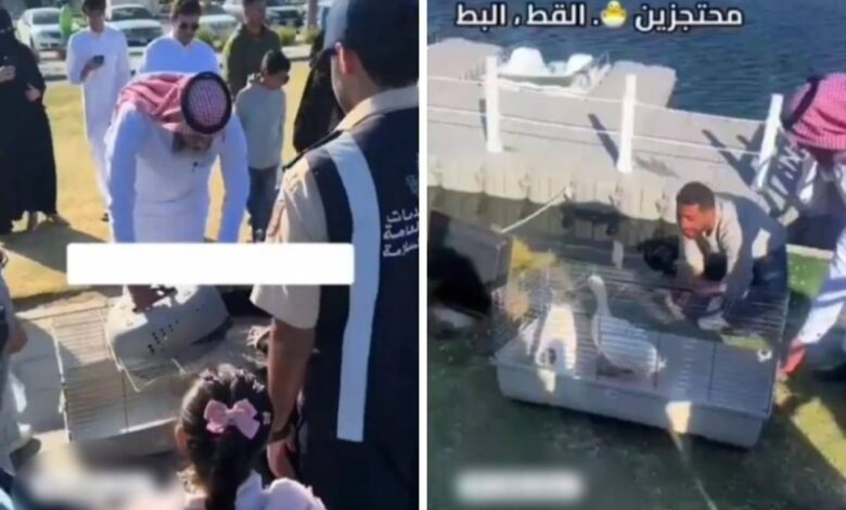 لحظة نقل "كبلز الخبر" وسط ازدحام | صحيفة أشجان الإلكترونية