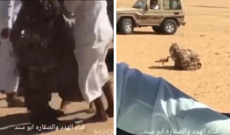 شخص يتحول لـ"شجرة" ويصطاد طائر الحباري| صحيفة أشجان الإلكترونية
