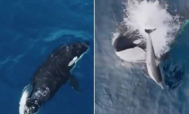 شاهد.. الحوت القاتل "الأوركا" يلاحق دولفين في البحر|صحيفة أشجان الإلكترونية