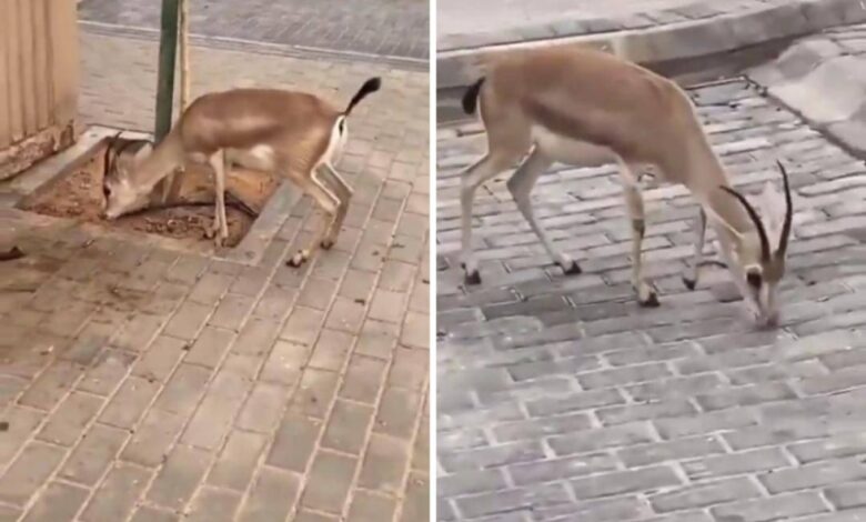 شاهد.. غزال يتجول في وسط أحد الأحياء بالمملكة| صحيفة أشجان الإلكترونية|تعني بالأخبار